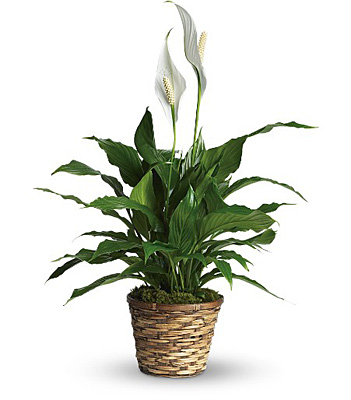 Simply Elegant Spathiphyllum - Small from In Full Bloom in Farmingdale, NY